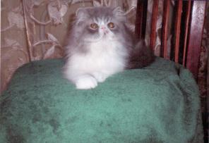 Котята персидские и экзотические короткошерстные.