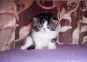 Котята персидские и экзотические короткошерстные.