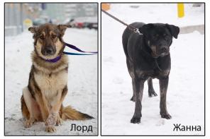 Лорд и Жанна. Собаки-друзья ищут хозяина! (Питер)