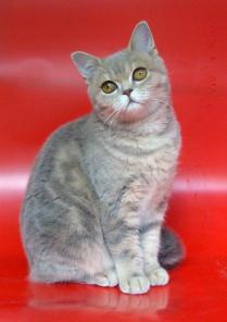 Британский котенок (девочка) 5 мес.