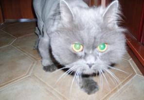 Стрижка скотчей, вестов, цвергов, ризенов, пуделей и др