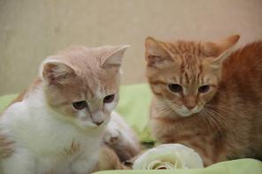 Рыжие котята, 4 мес.,в добрые руки.