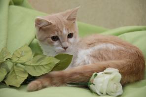 Рыжие котята, 4 мес.,в добрые руки.