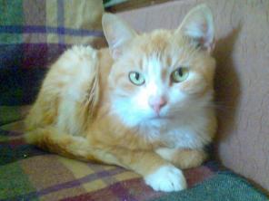 котик Ваня