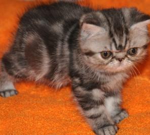 Плюшевые экзотические котята