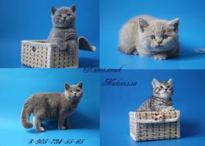 Продам британских котят