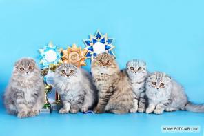 Шотландские шоу котята (хайленды и короткошерстные) от Чемпион Мира.