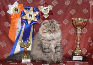 Шотландские шоу котята (хайленды и короткошерстные) от Чемпион Мира.