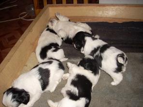 ����� ��-���