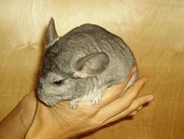 Шиншиллы - содержание, разведение, уход