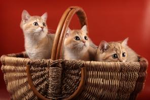 Британские котята золотые шиншиллы