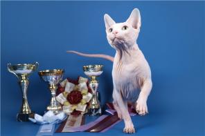 Котята канадского сфинкса и бамбино из питомника ROYAL CAT