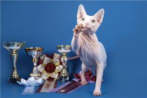 Котята канадского сфинкса и бамбино из питомника ROYAL CAT