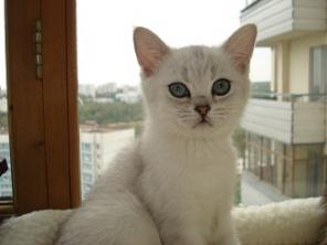 Шотландские котята скоттиш-страйт