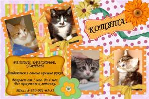 Котята в хорошие руки.