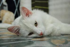 Отдам в хорошие руки котика породы турецкая ангора
