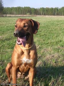 ����� ��������