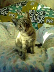 КОТЯТА!!!