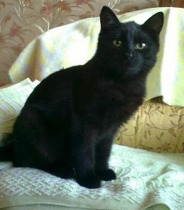 КОТЯТА!!!