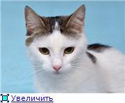 «В добрые руки ласковая кошечка 1,5 года»