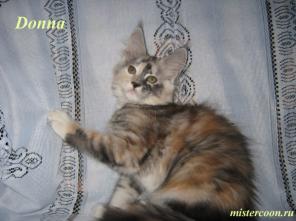Мейн Кун котята_Продажа! -кошек-великанов