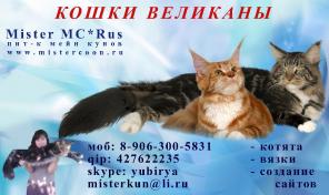 Мейн Кун котята_Продажа! -кошек-великанов