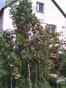 Дом кирпичный