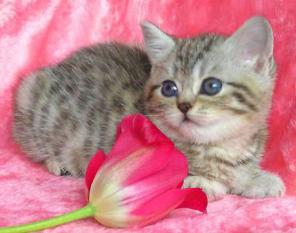 Британские Плюшевые Котята. Кошечки и котики