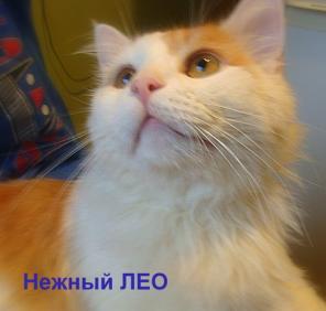 В дар кот Лео - крупный, длинношерстный, диванный красавец
