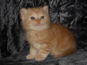 Великолепные шотландские котята