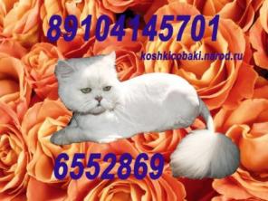 Стрижка кошек,котов,собак.