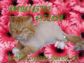 Стрижка кошек,котов,собак.