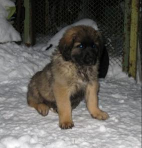 ���������� - �������� ������, ������ �����, ������ ���� ��� ���� �����.