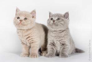 Продажа британских котят