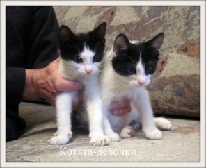 Домашние котята в дар.