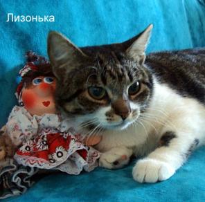В дар молодая симпатичная кошка Лизонька
