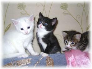 4 котенка-рождественские сказки, 5 недель. 2 Снежинки, Клякса и малыш-Тигра!