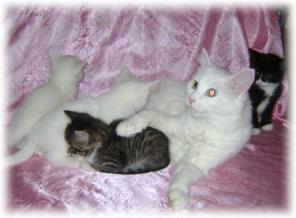4 котенка-рождественские сказки, 5 недель. 2 Снежинки, Клякса и малыш-Тигра!