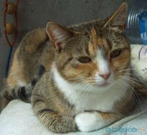 Кошка по имени Руша