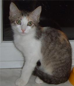 Отдам котенка. девочка 6 месяцев