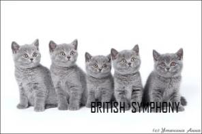Голубые и лиловые британские котята. Питомник "BRITISH SYMPHONY".