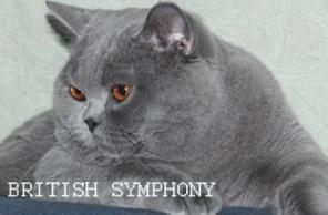 Голубые и лиловые британские котята. Питомник "BRITISH SYMPHONY".