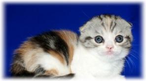 ШОТЛАНДСКИЕ ВИСЛОУХИЕ КОТЯТА