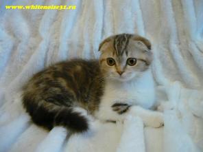 Продажа шотландских котят.