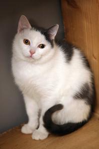 Очаровательный толстячок котёнок Спрайт! Кастрирован! Даром!