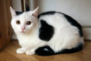 Котёнок скромница, грелочка и мурчалочка Иванка (7 мес) Даром! Спб!