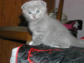 Шотландские вислоухие котята 1,5 мес.