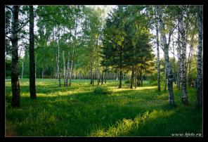 Участок 25 соток на лесной опушке - зимнее предложение.