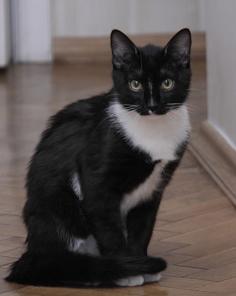 Котенок Оська, 5,5 мес., в добрые руки