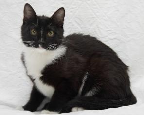 Котенок Оська, 5,5 мес., в добрые руки